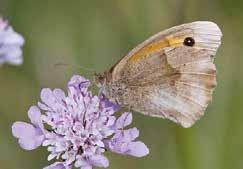 Fjärilar i odlingslandskapet SLÅTTERGRÄSFJÄRIL Slåttergräsfjärilen har ögonfläckar på framvingarna.