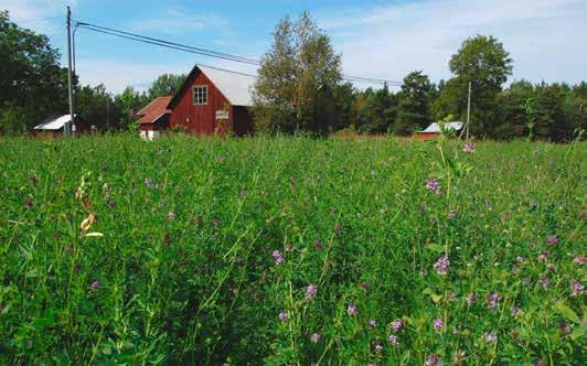 Hotas av regnigare klimat Vinbärsfuksen är inte hotad i Sverige, men riskerar att försvinna från områden där det blir mer nederbörd än vad det är idag.