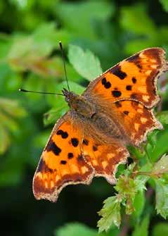 DU KAN HJÄLPA VINBÄRSFUKSEN De flesta åtgärderna gynnar fler arter fjärilar samt även humlor, solitära bin och skadegörares naturliga fiender.