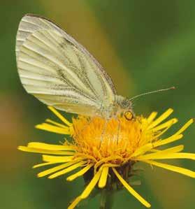Kålfjäril brukar vi kalla de medelstora till stora vita dagfjärilar som under sommaren fladdrar över fält med oljeväxter och i trädgårdarnas kålodlingar.