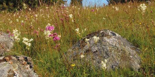 Längs kusterna från Bohuslän till Uppland finns även den sällsynta silversmygaren som påminner mycket om ängssmygaren.