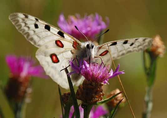Fjärilar i odlingslandskapet APOLLOFJÄRIL Den praktfulla apollofjärilen är lätt att komma nära när den suger nektar, som här på rödklint. Med värdväxt menas den växt som fjärilarnas larver lever på.