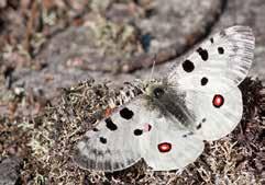 Apollofjärilens vetenskapliga namn är Parnassius apollo. Bland Sveriges ståtligaste fjärilar Apollofjäril, makaonfjäril och aspfjäril är våra största och mest iögonfallande fjärilar.