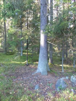 Några träd har lämnats av naturhänsyn. Bestånd 6 13 och 16.