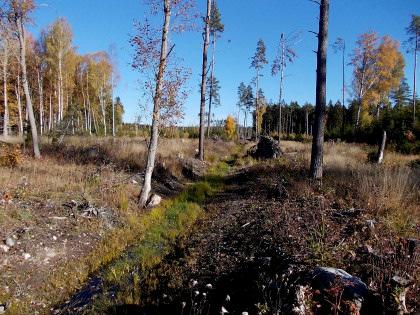 Planteringen kommer att genom självsådd ge ett blandat grantall bestånd med inslag av björk. Planteringen kommer ev. att visa vilket sätt som är bäst för återbeskogning.