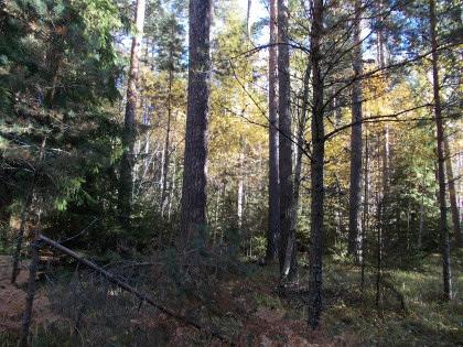 Det består av hassel och ek. Thies informerade om att friställning (röjning av vegetation under)av ekar måste ske successivt.