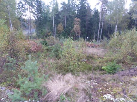 Terrängkartan, skala 1:50 000. Figur 2.
