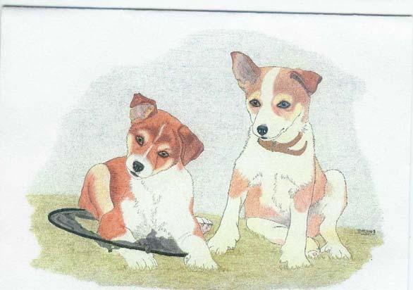 Vi kan tillade os at være glade, selvom antallet af nulevende Lundehunde i Danmark er gået ned til 96 hunde.