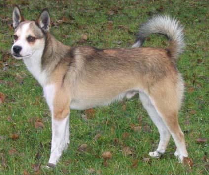 Roar Torstensein 2006-12-09 Hund 2006 Leif-Herman Wilberg CERT CACIB SUCH Mountjoy Spralliga Sune