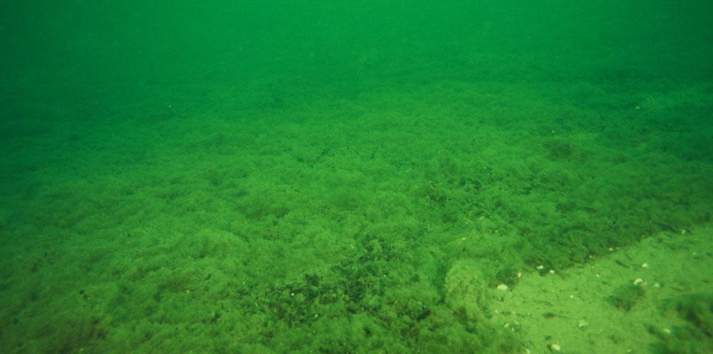 Björkö 1 Denna lokal består av häll och block vid strandkanten. Blåstång, vilket är Östersjöns viktigaste algart, växer i ett smalt men tätt bälte i hela viken.