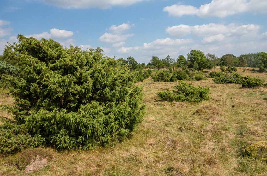 10 Gödelövs fälad i Lunds kommun är ett välbevarat betesområde med många enar.