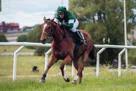 TIPS & RANK Lopp 1 - V4-1 3 Calvados 8 Luris Pegasus 7 Varennes 1 Bialco 9 Rock The Boat 6 Rosenkönig 5 Harden 4 Torres 2 Herr Silvio Häckmatadoren 3 Calvados gjorde ingen besviken i årsdebuten på