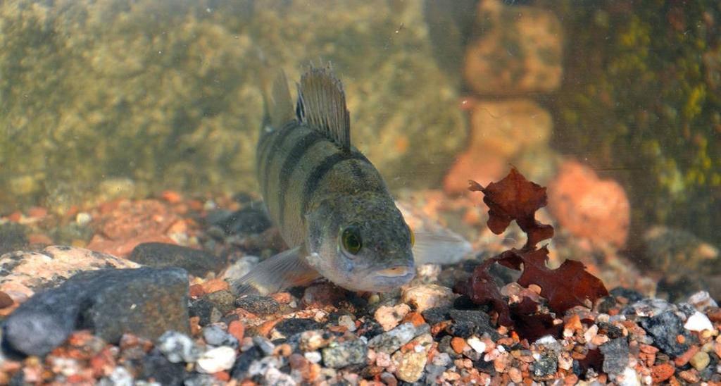 Årsklasstyrka Årsklasstyrkan är den viktigaste faktorn som bestämmer storleken på ett fiskbestånd. Den sätter grunden för hur stort eller litet beståndet blir.