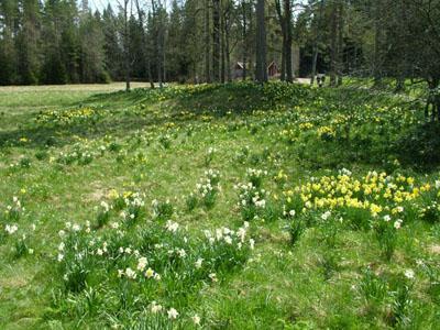 naturområde med dess