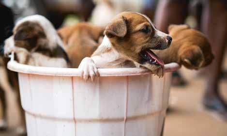 Hundarna i Kenya skyddas mot rabies Under 2017 vaccinerade vi nästan 80 000 hundar i Kenya mot rabies.