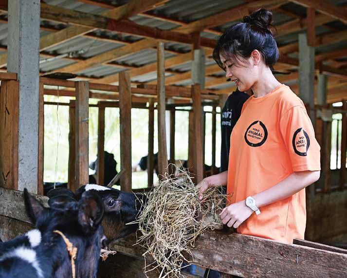Några händelser under 2017 Katastrofdrabbade djur Det här vill vi: Vi vill hjälpa de miljontals djur som varje år drabbas av naturkatastrofer och arbeta för att göra dem tryggare vid framtida