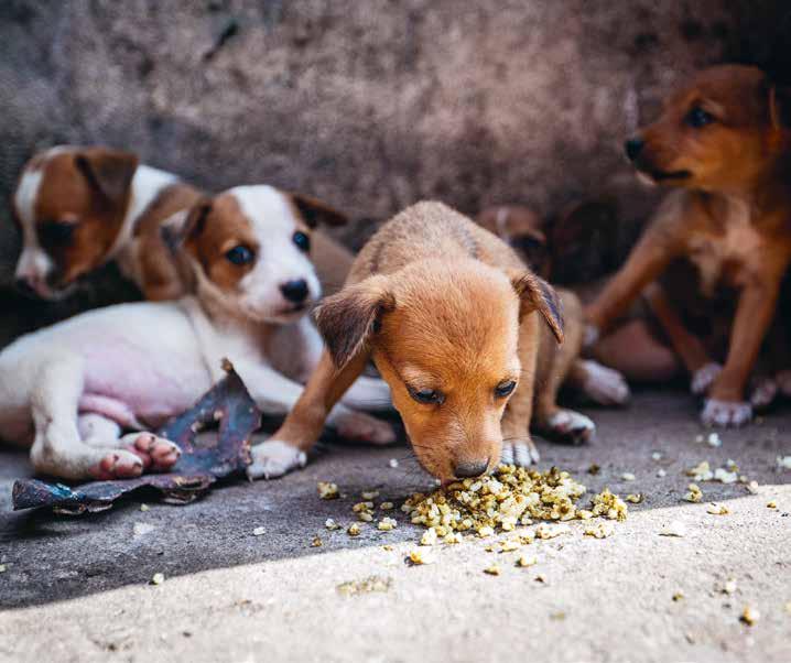Ekonomi och organisation Allmänt om verksamheten World Animal Protection Sverige är en ideell förening som startades 2009.