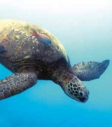andra World Animal Protection-föreningar i världen bygga upp en stark global rörelse för att djurvälfärd ska respekteras och djurplågeri upphöra.
