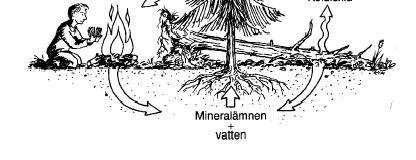 Här ser du en finurlig cirkulation. Träden tar upp koldioxid ur luften och näring i form av mineralämnen ur marken. Såväl koldioxid som mineralämnen frigörs åter när träden dör och förmultnar.