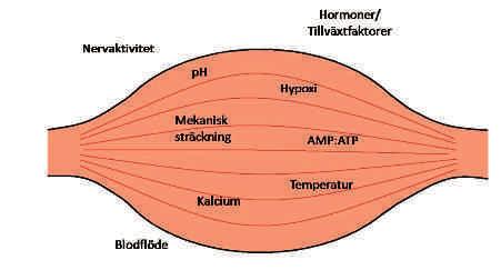 Det mitokondriella transkriptionskomplexet är litet och i dagsläget vet man att det består av minst fyra komponenter; mtdna med dess promotorsekvenser, mitokondriellt RNA polymeras, TFAM