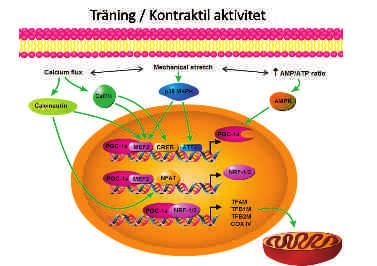 Figur 3. Schematisk överblick av hur träning aktiverar signaleringsvägar som i sin tur påverkar uttrycket av mitokondriella transkriptionsfaktorer via koaktivering med PGC- 1_.
