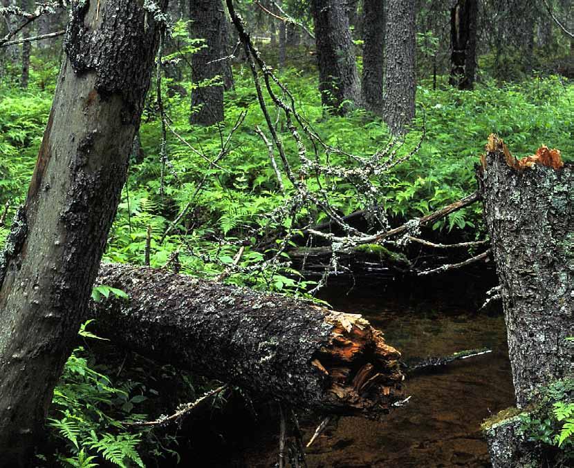Shrinking Taiga: https://www.youtube.com/watch?v=mp9ebbwry4o Logging in Finnish old-growth forests: https://www.youtube.com/watch?v=jpgvnj-fnue IKEA subsidiary clear-cuts HCV forest in Karelia with FSC approval: https://www.