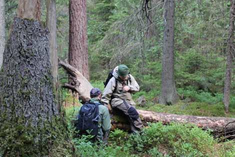 Vi arbetar för att Sveriges gammelskogar och andra skogar med höga naturvärden ska bevaras.