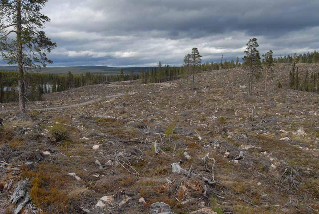 Så funkar skogsbruk Nästan allt skogsbruk som bedrivs idag i Sverige är s k trakthyggesbruk.