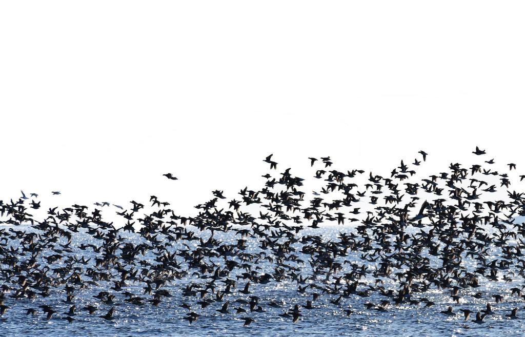 Sjöfåglars utnyttjande av havsområden runt Gotland och Öland: betydelsen av