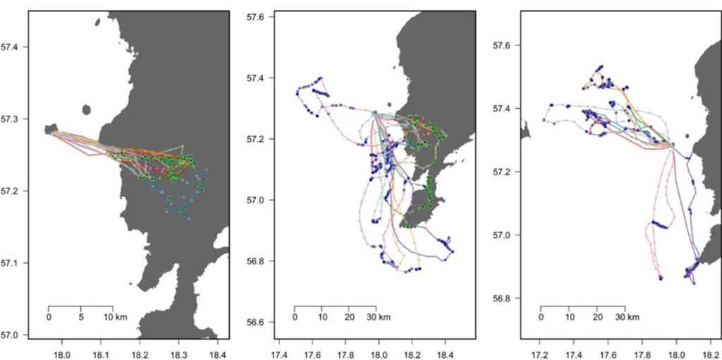 31 Figur 8. Exempel som visar hur silltrutar som är märkta med GPS sändare och som häckar på Stora Karlsö utanför Gotlands västra kust söker efter föda såväl långt ut till havs som på land.