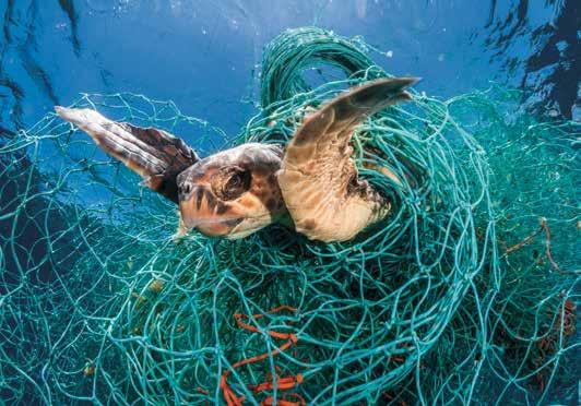 FAO har också rekommenderat sina medlemsländer att ta fram en global strategi för att hantera spöknät.