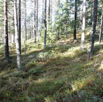 troligen rör av något slag, fackelblomster, veketåg och ett par buskar pors. Inget behov av fördjupad inventering. 7) Äldre tallskog.