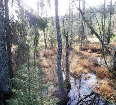 parti. Annars är mossor dominerande på lodväggarna som bitvis är besvärliga att nå. En del av dem är också lite väl exponerade.