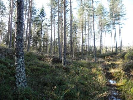 13) Tallskog ca 40 år. Beståndet är ett rent tallbestånd, välskött och produktionsinriktat. Fältskiktet består av olika ris, blåbär, ljung och lingon, samt en del smalbladiga gräs.