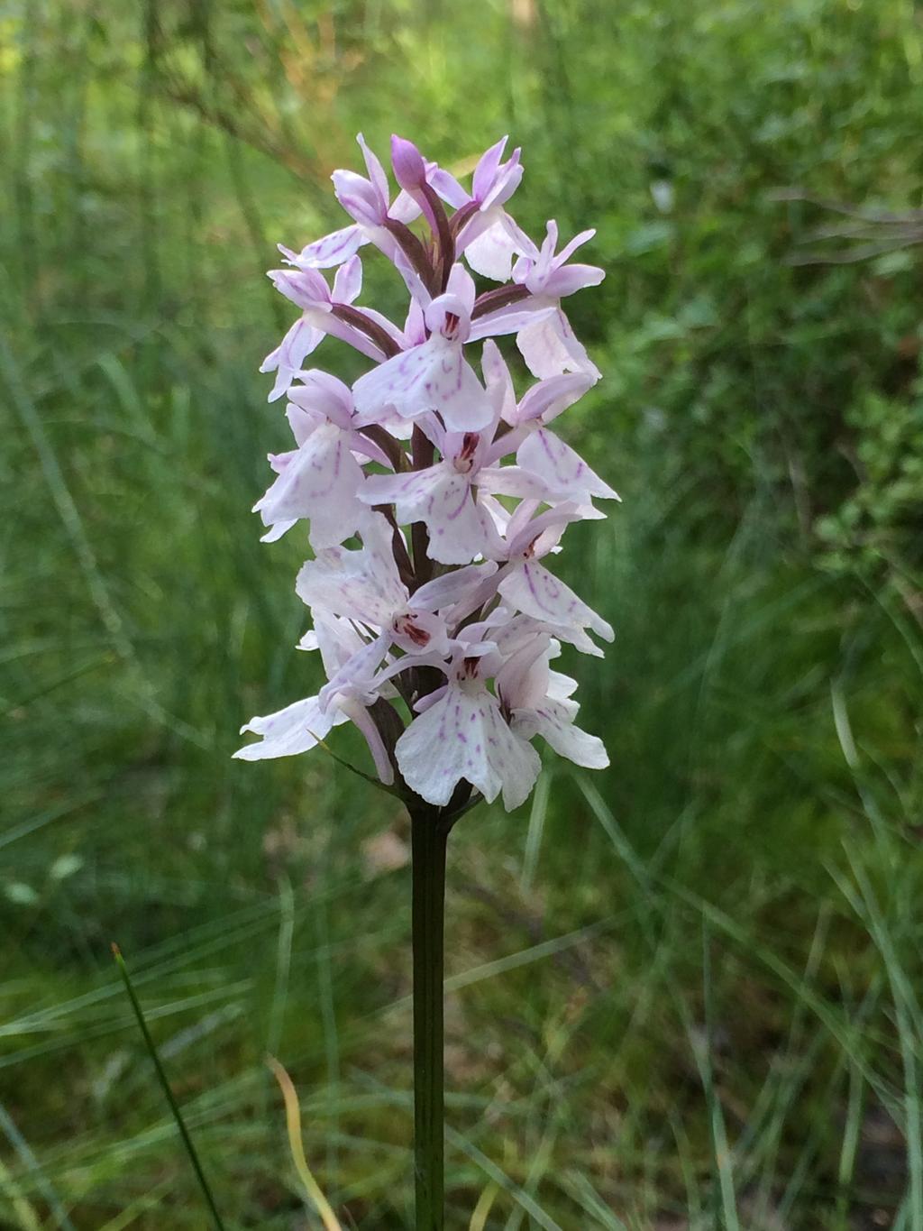 ÅR 2018 NR 3 Foto: Östen Hällgren Stöd