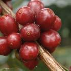 CERTIFIERINGAR INTERNATIONELLA OCH NATIONELLA MÄRKNINGAR FAIRTRADE är en oberoende produktmärkning som skapar förutsättningar för odlare och anställda att förbättra sina arbets- och levnadsvillkor.