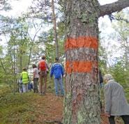 20 Historiska vingslag vid gammal kastal Strax väster om Nyköping finns nu möjlighet att höra historiska vingslag genom att vandra förbi resterna av den gamla kastalen, som en gång byggdes för att