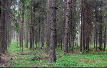 RAPPORT För Kronobergs läns Luftvårdsförbund Tillståndet i skogsmiljön