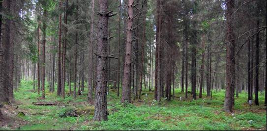 Tillståndet i skogsmiljön i Kronobergs län Resultat från Krondroppsnätet tom september 2011 IVL rapport B 2040 Tagel (G 22): Yta nordväst om Alvesta med 86-årig granskog, ståndortsindex G28
