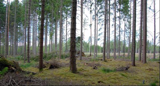 Tillståndet i skogsmiljön i Kronobergs län Resultat från Krondroppsnätet tom september 2011 IVL rapport B 2040 Angelstad (G 23): Yta sydost om Bolmen med drygt 70-årig granskog, ståndortsindex G32 På
