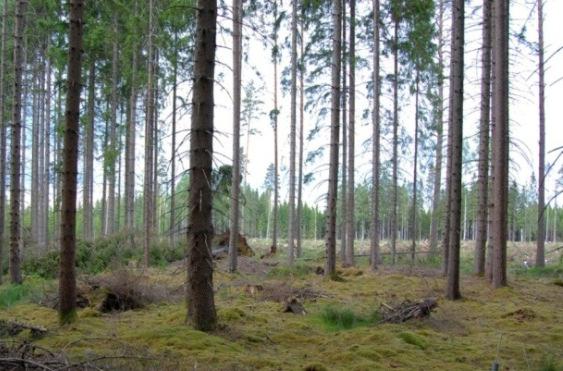 Angelstad (G 23): Yta sydost om Bolmen med drygt 70- årig granskog.