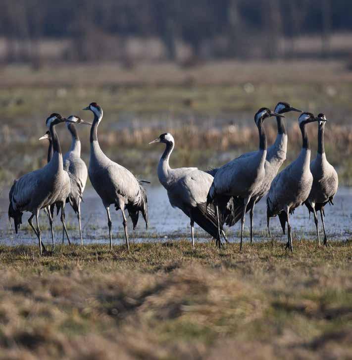 Strategi 5 Att bevara och utveckla ett rikt växt- och djurliv och det gröna kulturarvet samt att länka samman grönstrukturen i en fungerande helhet för den biologiska mångfalden.