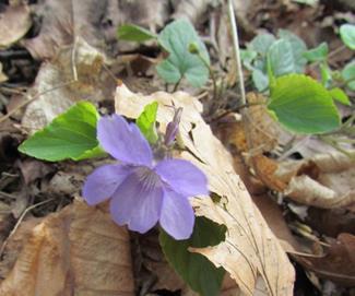 skogsviol fläder