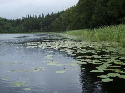 Den i anslutning till lokalerna enda noterade typiska arten var sjöranunkel (Ranunculus lingua) som var frekvent förekommande tillsammans med bl.a. säv, sjöfräken och smalkaveldun längs sjöns stränder.