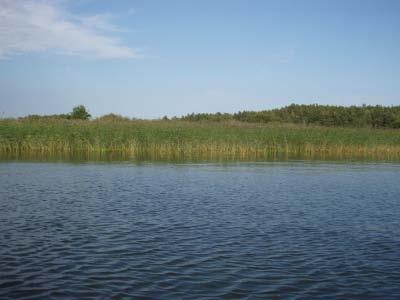 Transekterna i lokalen S Broviken utgick från vass/sävbältet, se bild 14, och sträckte sig ca 700 m utåt mot djupare vatten.