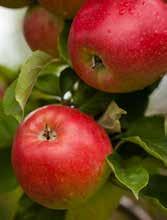 Fruktträd Äpplen Malus domestica Agnes E Malus domestica Amorosa PBR E Malus domestica Aroma E Malus domestica Belle de Boskoop E Malus