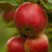 domestica Gyllenkroks Astrakan E Malus domestica Höstdessert E Malus domestica Ingrid Marie E Malus domestica James Grieve E Malus domestica