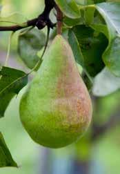 Fruktträd Päron Pyrus communis Carola PBR E Pyrus communis Clapp s Favourite E Pyrus communis Clara Frijs E Pyrus communis Colorée de Juillet E Pyrus communis Conference E Pyrus