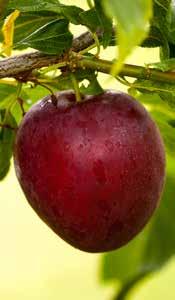 Plommon Prunus domestica Allmänt Gulplommon E Prunus domestica Allmänt Rödplommon E Prunus domestica Experimentalfältets Sviskon E Prunus domestica Herman E Prunus domestica