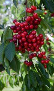 Prunus domestica Victoria E Prunus domestica Violetta PBR E Körsbär Prunus avium 'Büttners Späte Rote Knorpelkirsche' E Prunus avium Gårdebo E Prunus avium Heidi E Prunus avium